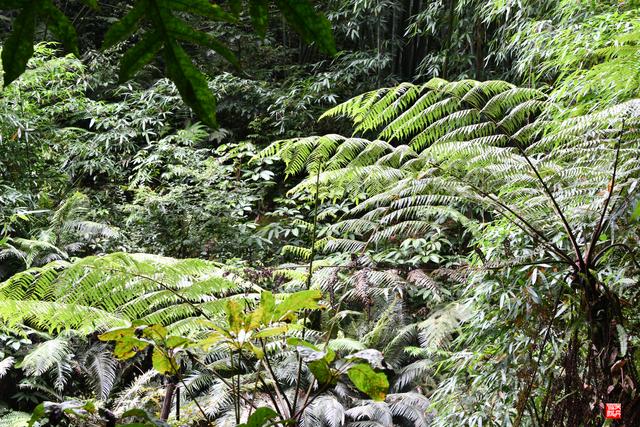 赤水四洞沟瀑布