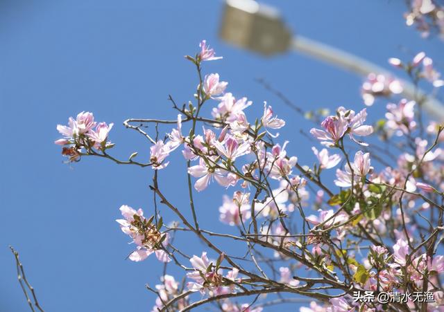 花香带路，福州三条私藏的羊蹄甲赏花小路