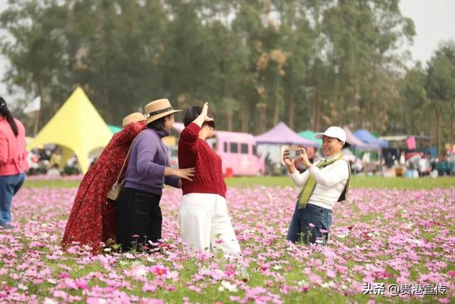 贵港这片格桑花海盛放,超出片!