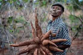 1千克就能致命，但却曾被当成“粮食”来食用，如今还在大量种？图片