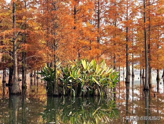 成都最美水杉红了，染红了湖面，不要门票，地铁公交直达！