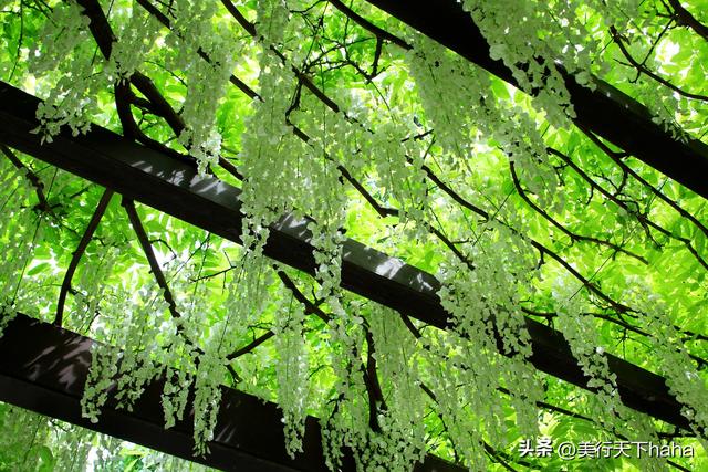玉渊潭公园紫藤花开，诗意满满，演绎“一帘幽梦”的极致浪漫