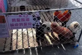 安徽一动物园“熊猫”是染色狗！园方：是从宠物店买的，用的植物染色膏图片