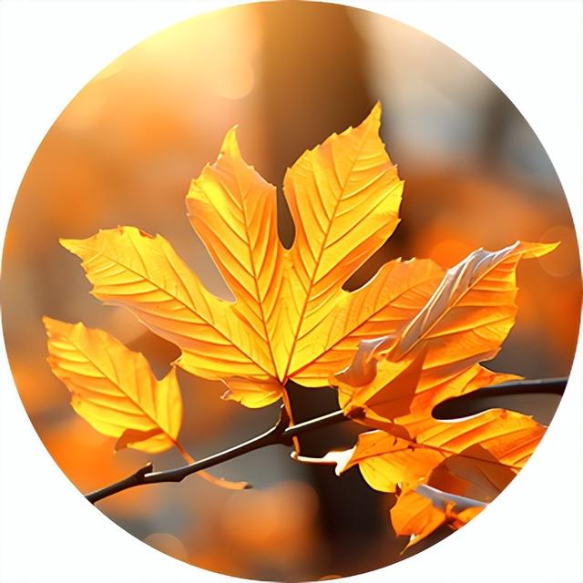 满目金黄，来杨凌赴一场“鎏金之约”！