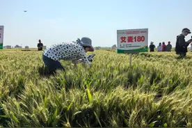 第七届黄淮麦区小麦新品种地展博览会举办图片