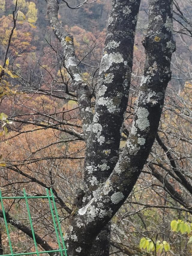 南行漫记：329公里的穿越之路，带你一起看红叶