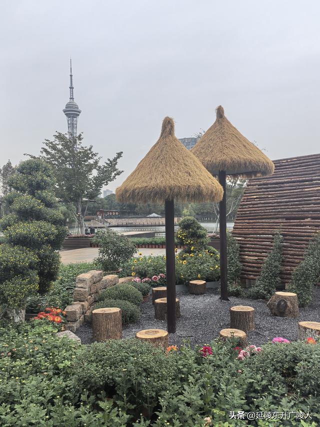 武进新天地公园菊花展 乡村田园风 今年又不同