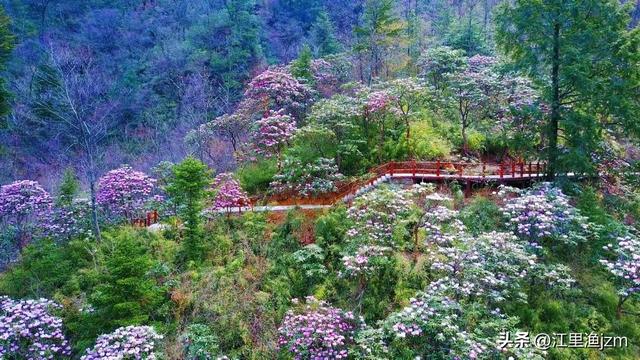 杜鹃花开，心有归处