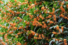 桂花种类区别——丹桂、银桂、金桂、四季桂图片