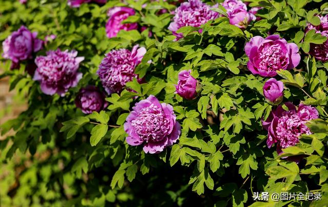 山西襄汾：乡村牡丹醉游人