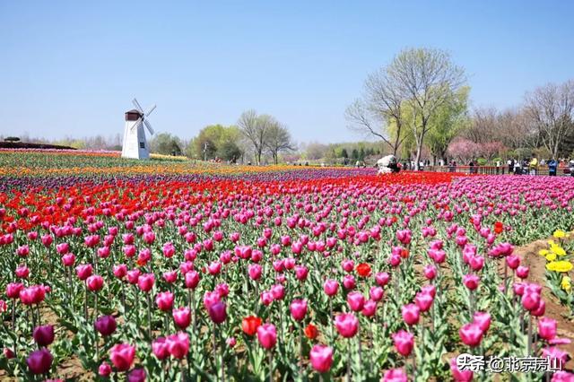 长阳公园9万株郁金香爆火，别让美景败给素质！