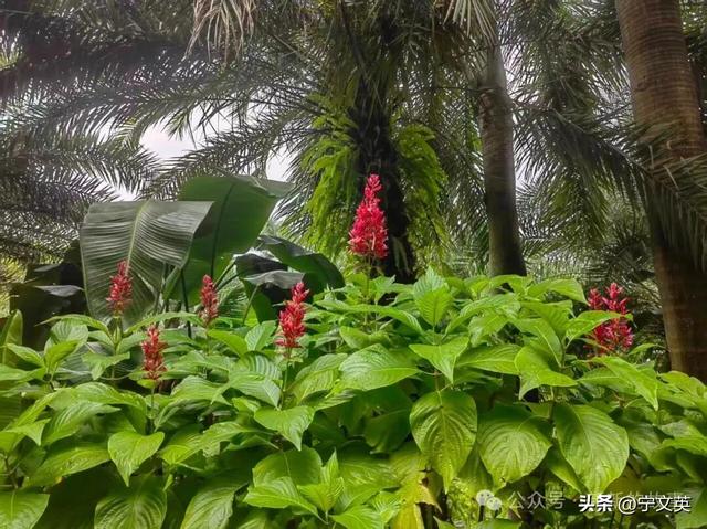 南国行（一）秉烛夜游赴南国