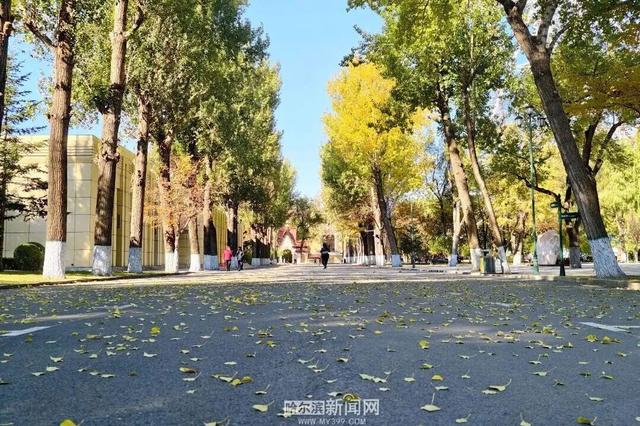 超多美图！来冰城赏落叶品秋意