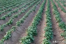 红薯亩产破万斤！老农总结5个关键技巧，新手也能种出"流蜜薯"图片