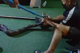 泰国大叔被3米巨蟒咬伤，一口反咬让蛇松口，人唾液竟能让蛇死？图片