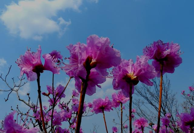 闻名省内外的“本溪地区最大的野生映山红花海”即将迎来观赏季