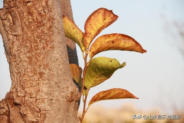 偶遇贾江虹·刘文顺先生来访