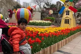 免费入园！郑州人民公园10万株郁金香花开成海图片