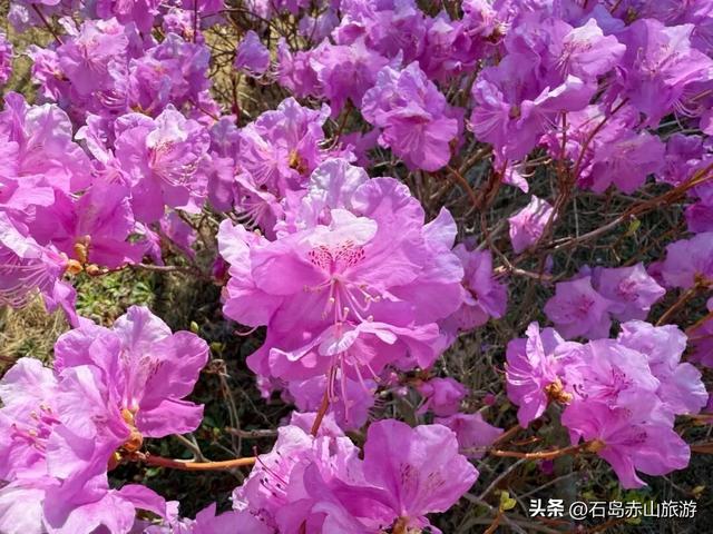 春满赤山 | 玉兰映雪，梅落禅心，赴一场北纬37°的山海花事