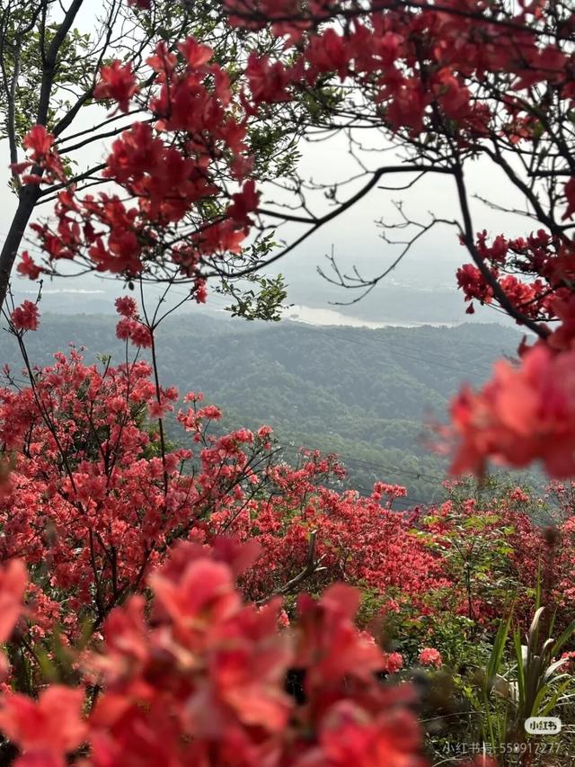 春日盛景再现！经开万株映山红漫山盛放