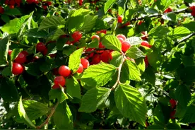 樱桃好吃不用栽图片