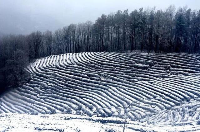 初雪落汉中，万亩茶园美成画！