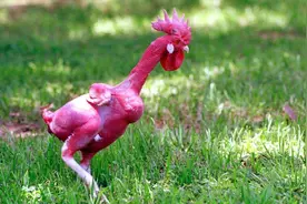 3种人造“怪物”，为了满足人类一己私欲，它们付出了可怕代价！图片