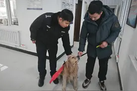 偷狗贼食物引诱2分钟盗走金毛，民警几经周折寻回图片