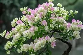 三角梅养成盆景，诀窍只有1个！照着做1年成老桩，开成大花球图片