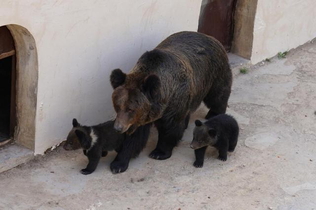 百雀齐飞五一亮相！野生动物世界六大新场景解锁假日新玩法