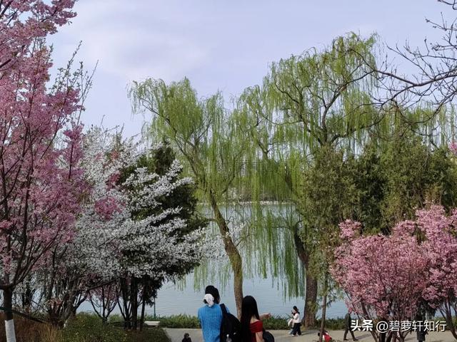 北京玉渊潭,赏樱正当时