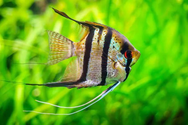 神仙鱼饲养指南：轻松拥有梦幻水族箱！