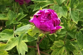 旅游年票可用！洛阳牡丹文化节赏花游园会惠民政策出炉图片