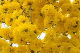 深圳浪漫的“黄金大道”走红，黄花风铃木，带你走“花路”图片