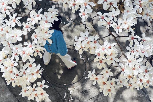 不负春光不负卿！贵州开启“花样”模式