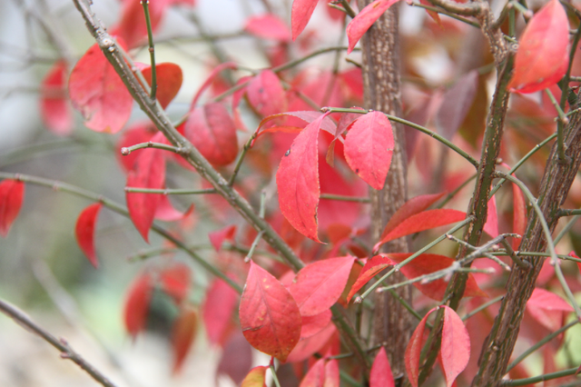 超出片！江阴这些地方“红了”！