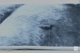 “狗咬狗”引官司，狗主人屡次不牵狗绳担全责图片