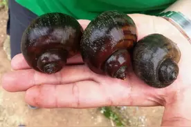 抗虫圣体？中国人不敢吃的福寿螺，为什么被越南人当饭吃？图片