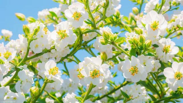 属猪人的中晚年宿命，尤其是71年、59年的，不是一般准！