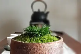 无菖蒲，不文人！室内光照不好就养盆菖蒲，耐阴又有神韵图片