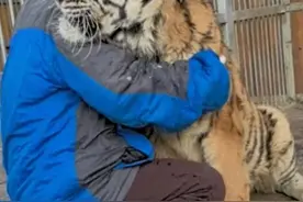 东北虎饲养员一来狼就“瑟瑟发抖”，网友质疑饲养员打狼？当事人回应：又好气又好笑图片