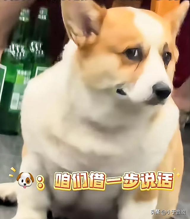 网友投喂饭店主人养的柯基，柯基怕主人发现，竟然对网友使眼色