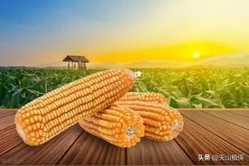 登海玉米哪个品种最好图片