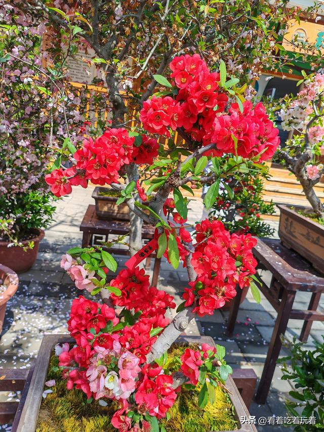 北京公园赏花记