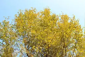 父母过世后，兄弟姐妹相处的最好方式：不翻脸，不追问，不打扰图片