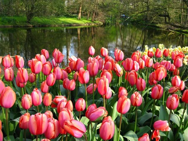 九天四国八城，从莫奈到梵高，这路线不私藏了，每年只有八周能去