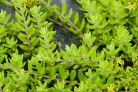 农民讨厌的垂盆草，繁殖能力超强，有人却靠它发财，60棵卖20元图片