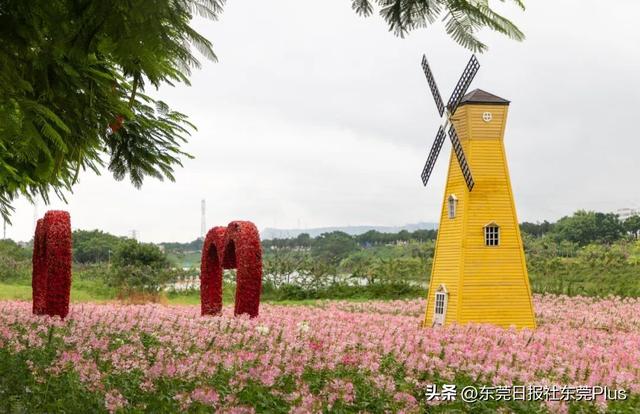 秋天不必远行！来桥头，闯入一片粉色云雾与油画黄昏