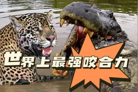 世界上咬合力最强的五种动物，狮子都没上榜，第一名绝对想不到图片