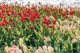 苏州郁金香花海惊艳绽放，等一个晴天就冲！图片